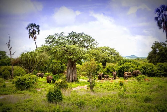 1-Day Ruaha National Park - Key Points