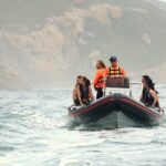 1.5 Hour Seal Viewing Boat Tour In Plettenberg Bay Tour Overview