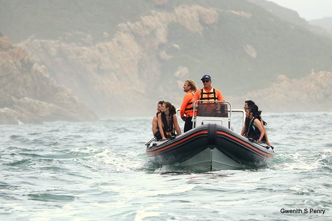 1.5-Hour Seal Viewing Boat Tour in Plettenberg Bay - Tour Overview