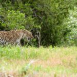 1 Day Ruaha National Park Overview Of Ruaha National Park