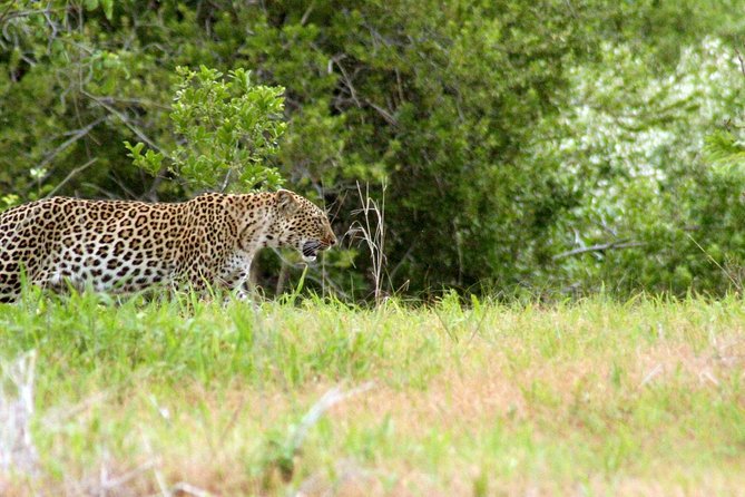 1-Day Ruaha National Park - Overview of Ruaha National Park