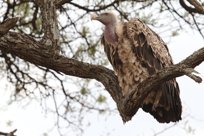 2 Days To Tarangire And Ngorongoro Crater General Information