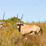 2 Hour Game Drive At The Plettenberg Bay Game Reserve Overview Of The Game Reserve