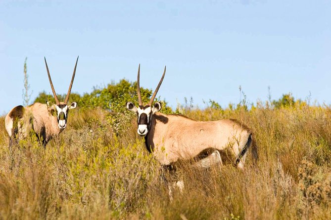 2-Hour Game Drive at the Plettenberg Bay Game Reserve - Overview of the Game Reserve