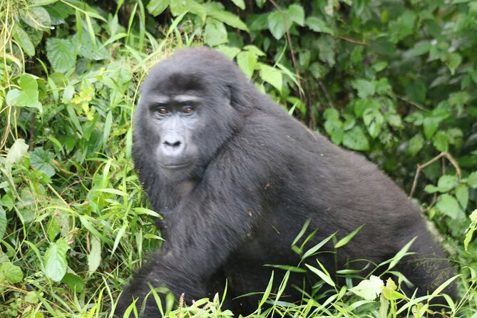 3 Day Gorilla Trek at Bwindi National Park via Kigali - Overview of the Trek