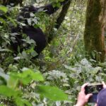 3 Day Gorilla Trekking Safari In Bwindi Impenetrable Forest Exploring Bwindi Impenetrable Forest