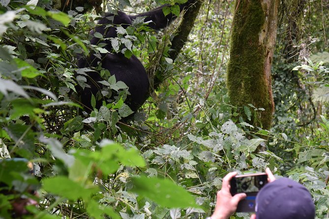 3-Day Gorilla Trekking Safari in Bwindi Impenetrable Forest - Exploring Bwindi Impenetrable Forest