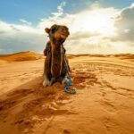 4 Day Private Tour In Morocco With Camel Ride Guidance And Services