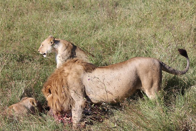 4 Days 3 Nights Tarangire Serengeti & Ngorongoro Lodge Safari Discover Birdlife At Serengeti