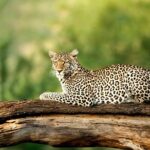 4 Days Experience Big Five In Tarangire, Serengeti & Ngorongoro Safari Overview Of The 4 Day Safari