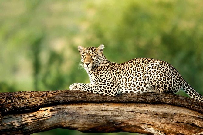 4 Days Experience Big Five in Tarangire, Serengeti & Ngorongoro Safari - Overview of the 4-Day Safari