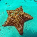 8 Dive Scuba Adventure In Bayahibe Dive Certification Requirements