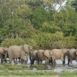 A Day Trip To Selous Fly From Zanzibar Tour Overview