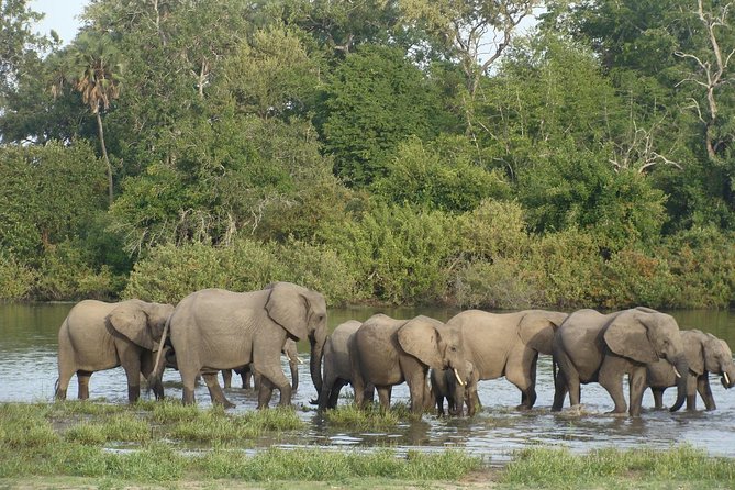 A Day Trip To Selous Fly From Zanzibar - Tour Overview