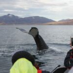 Akureyri: 2–hour Whale Watching Express By Rib Speedboat Overview Of The Whale Watching Tour