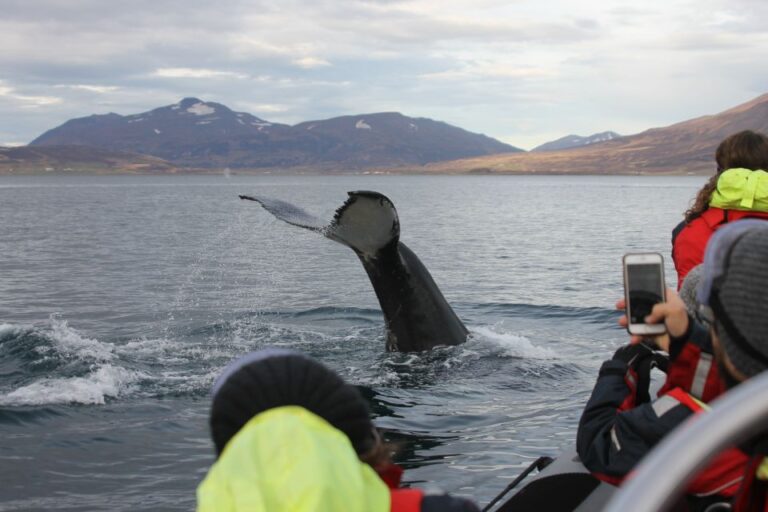 Akureyri: 2–hour Whale Watching Express By Rib Speedboat Overview Of The Whale Watching Tour