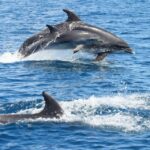 Albufeira: Dolphin Watching And Benagil Cave Tour Overview