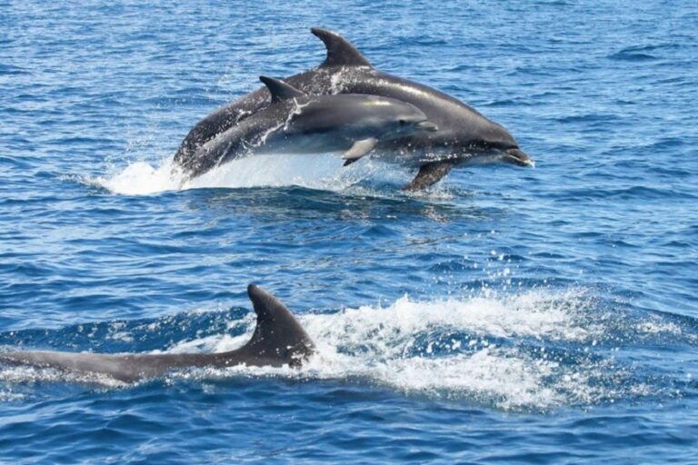 Albufeira: Dolphin Watching And Benagil Cave Tour Overview