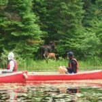 Algonquin Park Luxury 3 Day Camping & Canoeing: Moose/beaver/turtle Adventure Overview Of Algonquin Park