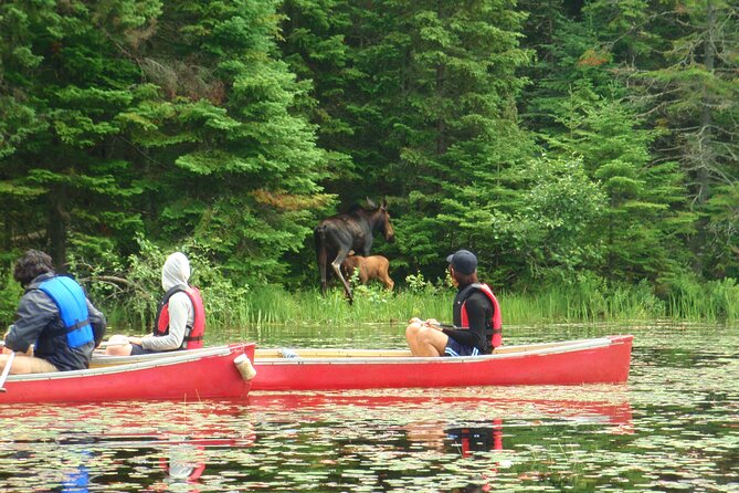 Algonquin Park Luxury 3-Day Camping & Canoeing: Moose/Beaver/Turtle Adventure - Overview of Algonquin Park