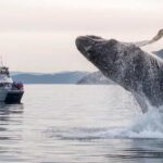 Anacortes: Whale And Orca Boat Tour Near Seattle Tour Overview