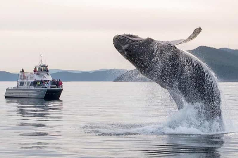 Anacortes: Whale and Orca Boat Tour Near Seattle - Tour Overview