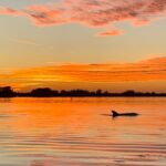 Anna Maria Island And Bradenton: Sunset Kayak Dolphin Tour Tour Overview And Details