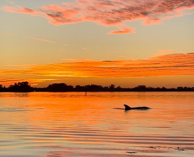 Anna Maria Island And Bradenton: Sunset Kayak Dolphin Tour Tour Overview And Details