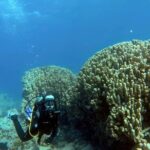 Aqaba Private Scuba Diving Activity With Pick Up Meeting And Pickup