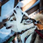 Arctic Animals Combo Safari, Reindeer And Husky Adventure Overview Of The Adventure