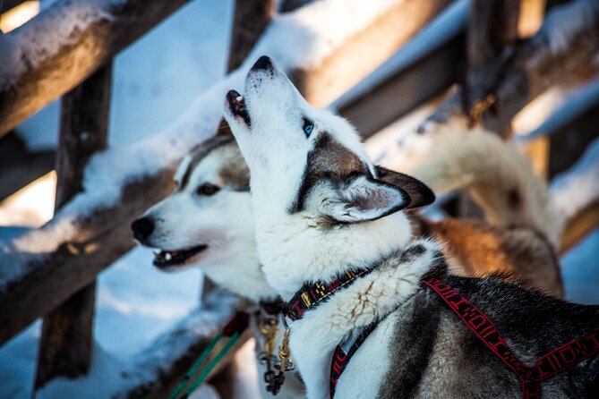 Arctic Animals Combo Safari, Reindeer and Husky Adventure - Overview of the Adventure