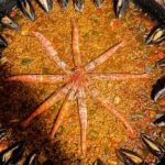 Authentic Premium Paella & Sangria Class In A Stunning Rooftop Overview Of The Experience