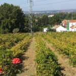 Azeitão: Private Full Day Wine Experience From Lisbon Tour Details