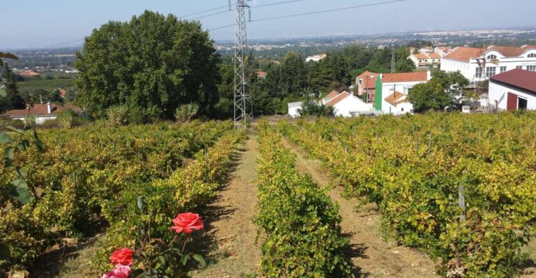 Azeitão: Private Full Day Wine Experience From Lisbon Tour Details