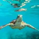 Barbados Catamaran Turtle And Shipwreck Snorkeling Cruise Tour Details