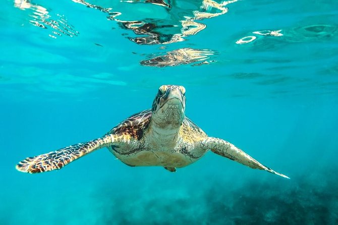 Barbados Catamaran Turtle And Shipwreck Snorkeling Cruise Tour Details