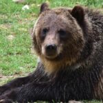 Bear Sanctuary And Draculas Castle, 1 Day Private Tour Tour Overview