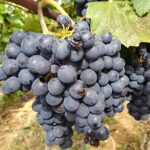 Beaujolais Half Day Wine Tasting Tour Tour Details