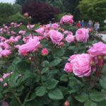 Bike Portland: Bridges, Neighborhoods, Poetry, And Roses Tour Overview And Highlights