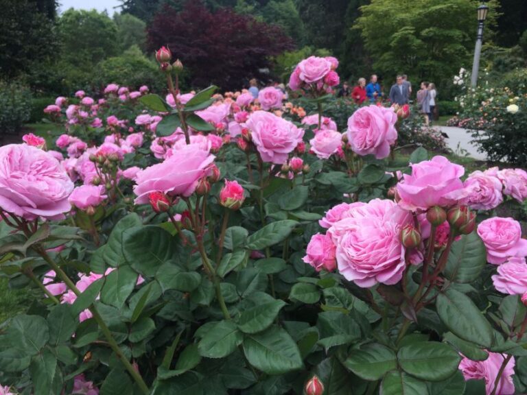 Bike Portland: Bridges, Neighborhoods, Poetry, And Roses Tour Overview And Highlights