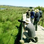 Birdwatching From Porto Overview Of Portos Birdlife