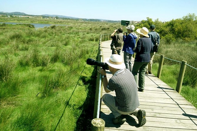 Birdwatching From Porto Overview Of Portos Birdlife