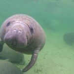 Bradenton: Anna Maria Island Guided Kayaking Manatee Tour Tour Overview And Booking Details