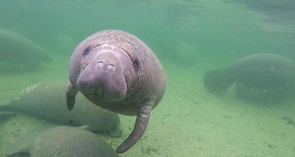 Bradenton: Anna Maria Island Guided Kayaking Manatee Tour - Tour Overview and Booking Details