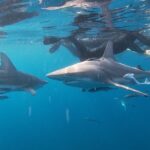 Caged And Cageless Shark Snorkelling On Durbans Aliwal Shoal Experience Overview