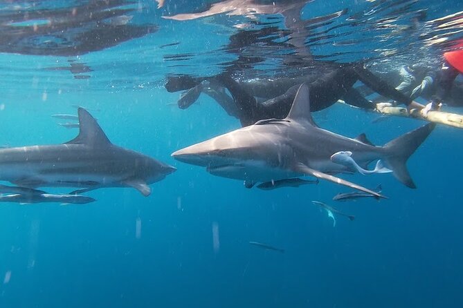 Caged and Cageless Shark Snorkelling on Durbans Aliwal Shoal - Experience Overview