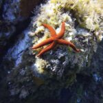 Calvi: Pe40 Certificate Diving Lesson With Instructor Diving Lesson Overview