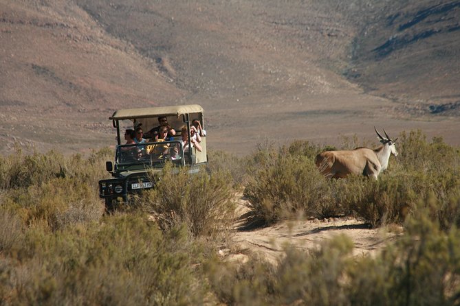 Cape Town Shore Excursion: Aquila Safari Day Trip From Cape Town Inclusions And Logistics