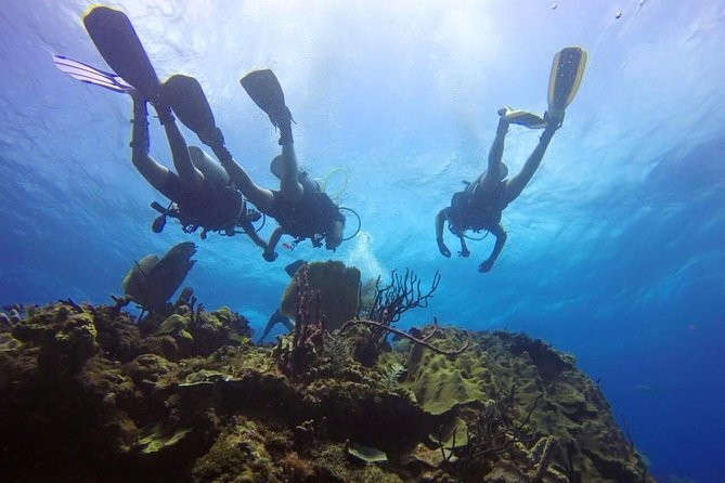 Catalina Island Scuba Diving and Snorkeling Tour From Punta Cana - Overview of the Tour