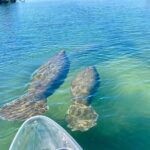 Clear Kayak Tour Of Crystal River Overview Of The Experience